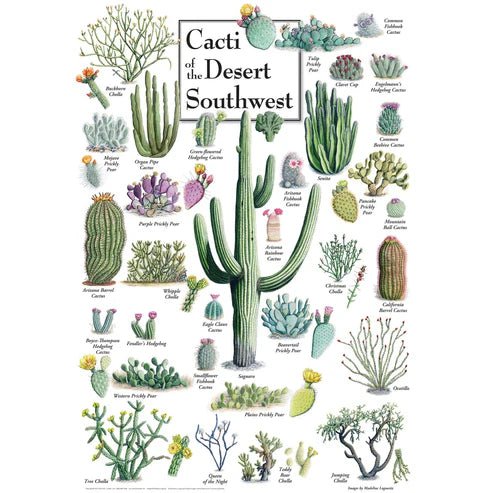 Cacti of the Desert Southwest 1000 Piece Jigsaw Puzzle | Masterpieces